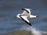 Rissa tridactyla 60, Drieteenmeeuw, Saxifraga-Bart Vastenhouw