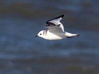 Rissa tridactyla 61, Drieteenmeeuw, Saxifraga-Bart Vastenhouw