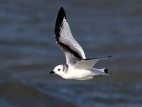 Rissa tridactyla 63, Drieteenmeeuw, Saxifraga-Bart Vastenhouw