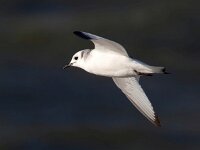 Rissa tridactyla 65, Drieteenmeeuw, Saxifraga-Bart Vastenhouw