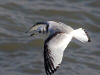 Rissa tridactyla 68, Drieteenmeeuw, Saxifraga-Bart Vastenhouw