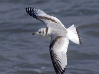 Rissa tridactyla 70,  Drieteenmeeuw, Saxifraga-Bart Vastenhouw