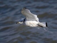 Rissa tridactyla 71, Drieteenmeeuw, Saxifraga-Bart Vastenhouw