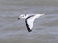 Rissa tridactyla 75, Drieteenmeeuw, Saxifraga-Bart Vastenhouw