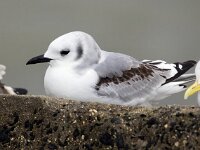 Rissa tridactyla 77, Drieteenmeeuw, Saxifraga-Bart Vastenhouw