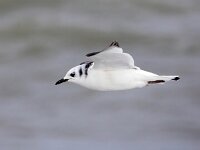 Rissa tridactyla 80, Drieteenmeeuw, Saxifraga-Bart Vastenhouw