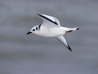 Rissa tridactyla 81, Drieteenmeeuw, Saxifraga-Bart Vastenhouw