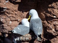 Rissa tridactyla 82, Drieteenmeeuw, Saxifraga-Bart Vastenhouw