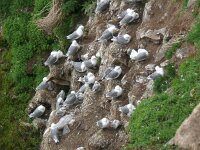 Rissa tridactyla 86, Drieteenmeeuw, Saxifraga-Hans Grotenhuis