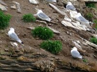 Rissa tridactyla 90, Drieteenmeeuw, Saxifraga-Hans Grotenhuis