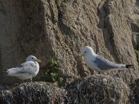 Rissa tridactyla 94, Drieteenmeeuw, Saxifraga-Willem van Kruijsbergen
