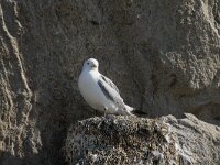 Rissa tridactyla 95, Drieteenmeeuw, Saxifraga-Willem van Kruijsbergen