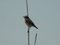 Saxicola rubetra 10, Paapje, Saxifraga-Bas Klaver