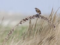 Saxicola rubetra 14, Paapje, Saxifraga-Mark Zekhuis.