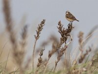 Saxicola rubetra 15, Paapje, Saxifraga-Mark Zekhuis