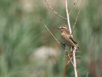 Saxicola rubetra 3, Paapje, Saxifraga-Luc Hoogenstein