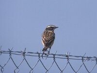 Saxicola rubetra 4, Paapje, Saxifraga-Piet Munsterman