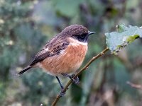 Saxicola rubicola 135, Roodborsttapuit, Saxifraga-Bart Vastenhouw