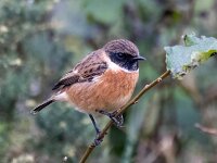 Saxicola rubicola 136, Roodborsttapuit, Saxifraga-Bart Vastenhouw