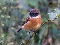 Saxicola rubicola 137, Roodborsttapuit, Saxifraga-Bart Vastenhouw