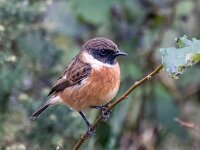 Saxicola rubicola 138, Roodborsttapuit, Saxifraga-Bart Vastenhouw