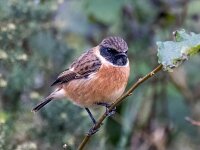 Saxicola rubicola 139, Roodborsttapuit, Saxifraga-Bart Vastenhouw