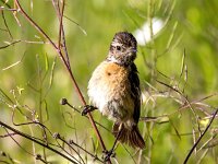 Saxicola rubicola 143, Roodborsttapuit, Saxifraga-Bart Vastenhouw