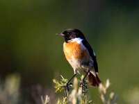 Saxicola rubicola 147, Roodborsttapuit, Saxifraga-Bart Vastenhouw