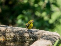 Serinus serinus 10, Europese kanarie, adult, male, Saxifraga-Theo Verstrael