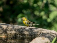 Serinus serinus 12, Europese kanarie, adult, male, Saxifraga-Theo Verstrael