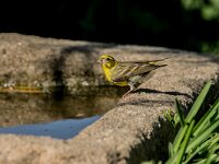Serinus serinus 13, Europese kanarie, adult, male, Saxifraga-Theo Verstrael