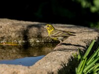 Serinus serinus 14, Europese kanarie, adult, male, Saxifraga-Theo Verstrael