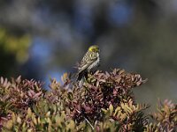 Serinus serinus 4, Europese Kanarie, Saxifraga-Peter Meininger