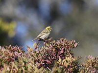 Serinus serinus 5, Europese Kanarie, Saxifraga-Peter Meininger