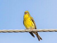 Serinus serinus 7, Europese kanarie, Saxifraga-Bart Vastenhouw