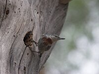 Sitta krueperi 2, Turkse boomklever, Saxifraga-Luc Hoogenstein