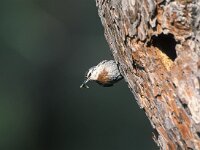 Sitta krueperi 7, Turkse boomklever, Saxifraga-Arie de Knijff