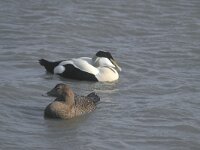 Somateria mollissima 10, Eidereend, pair, Saxifraga-Piet Munsterman