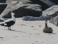 Somateria mollissima 104, Eidereend, adult, Saxifraga-Theo Verstrael