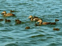 Somateria mollissima 12, Eidereend, Saxifraga-Piet Munsterman