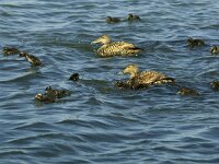 Somateria mollissima 14, Eidereend, Saxifraga-Piet Munsterman