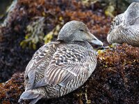 Somateria mollissima 17, Eidereend, Saxifraga-Bart Vastenhouw