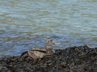 Somateria mollissima 18, female, Eidereend, Saxifraga-Jan van der Straaten
