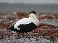 Somateria mollissima 2, Eidereend, Saxifraga-Jan Nijendijk