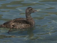 Somateria mollissima 27, female, Eidereend, Saxifraga-Jan van der Straaten