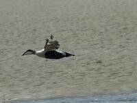 Somateria mollissima 31, Eidereend, Saxifraga-Willem van Kruijsbergen