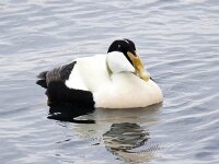 Somateria mollissima 32, Eidereend, Saxifraga-Bart Vastenhouw