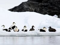 Somateria mollissima 36, Eidereend, Saxifraga-Bart Vastenhouw