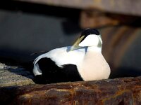 Somateria mollissima 46, Eidereend, Saxifraga-Bart Vastenhouw