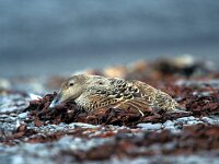 Somateria mollissima 5, Eidereend, female, Saxifraga-Jan Nijendijk